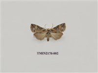 藏品(短棒波紋蛾)的圖片